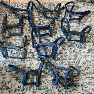 Two pony blue halters